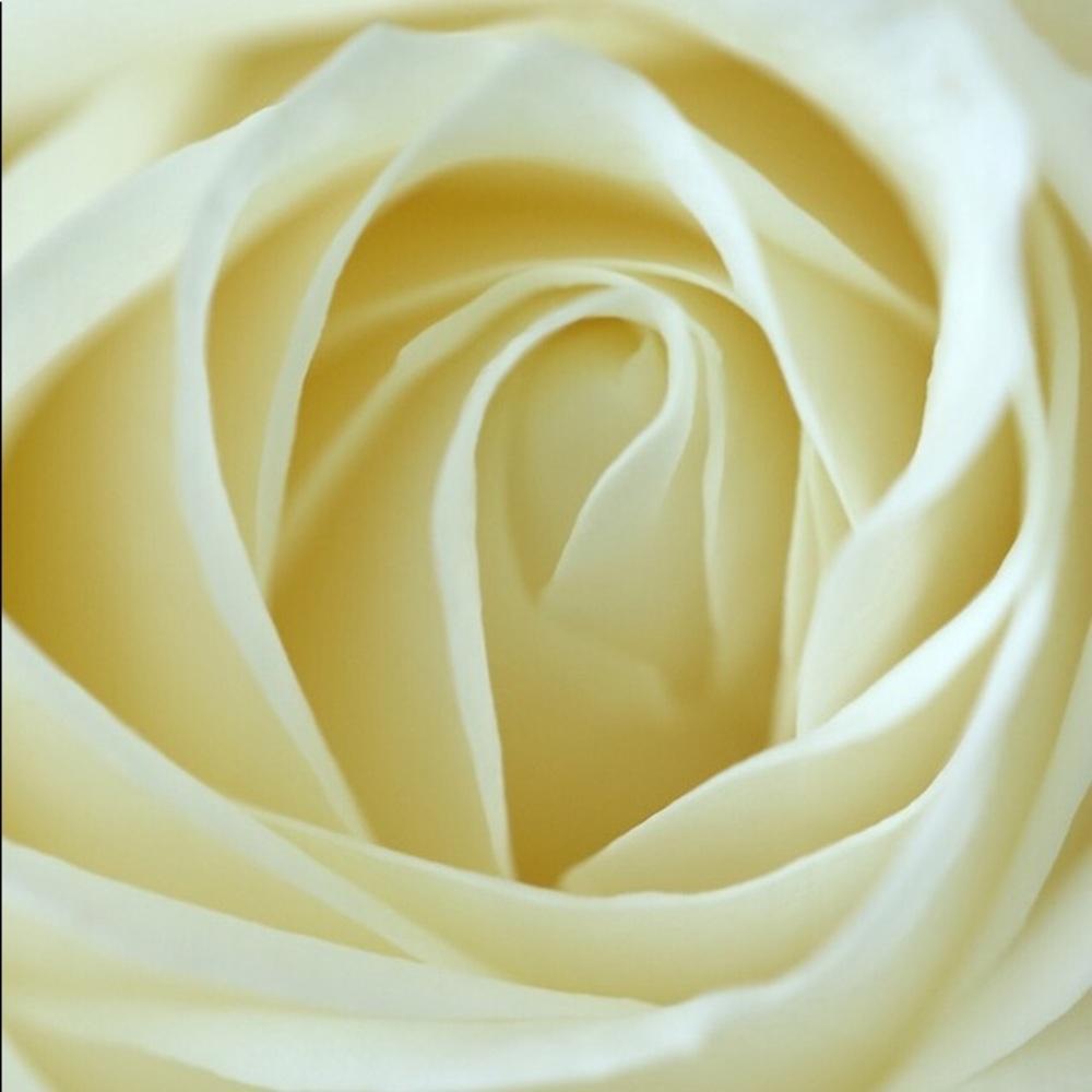 Meet your Posher, Ivory